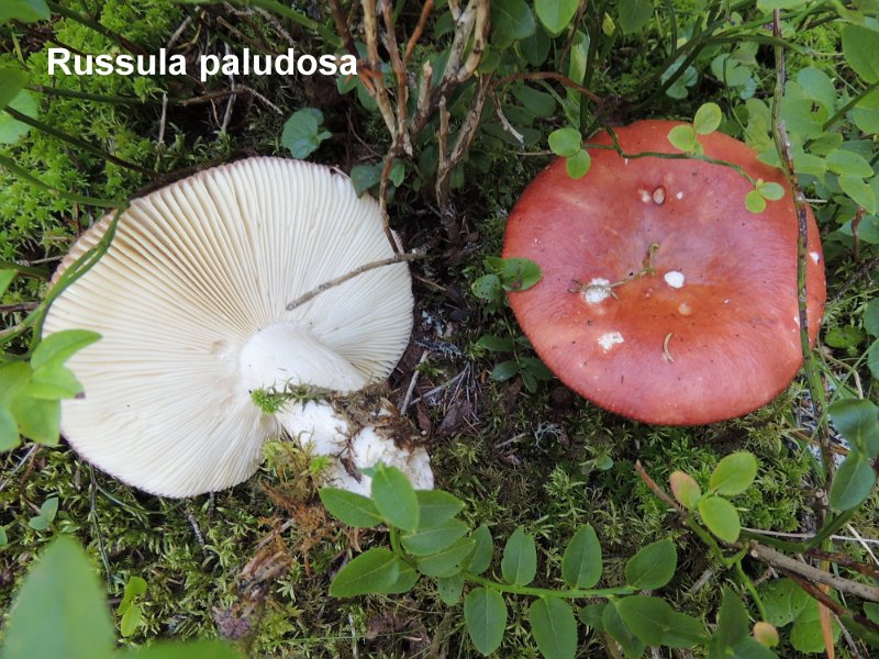 Russula paludosa-amf2146-2.jpg - Russula paludosa ; Syn: Russula integra var. paludosa ; Nom français: Russule ds marais